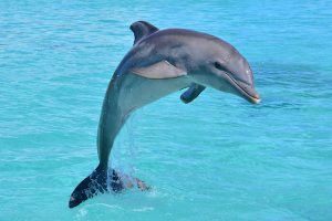 dolphin